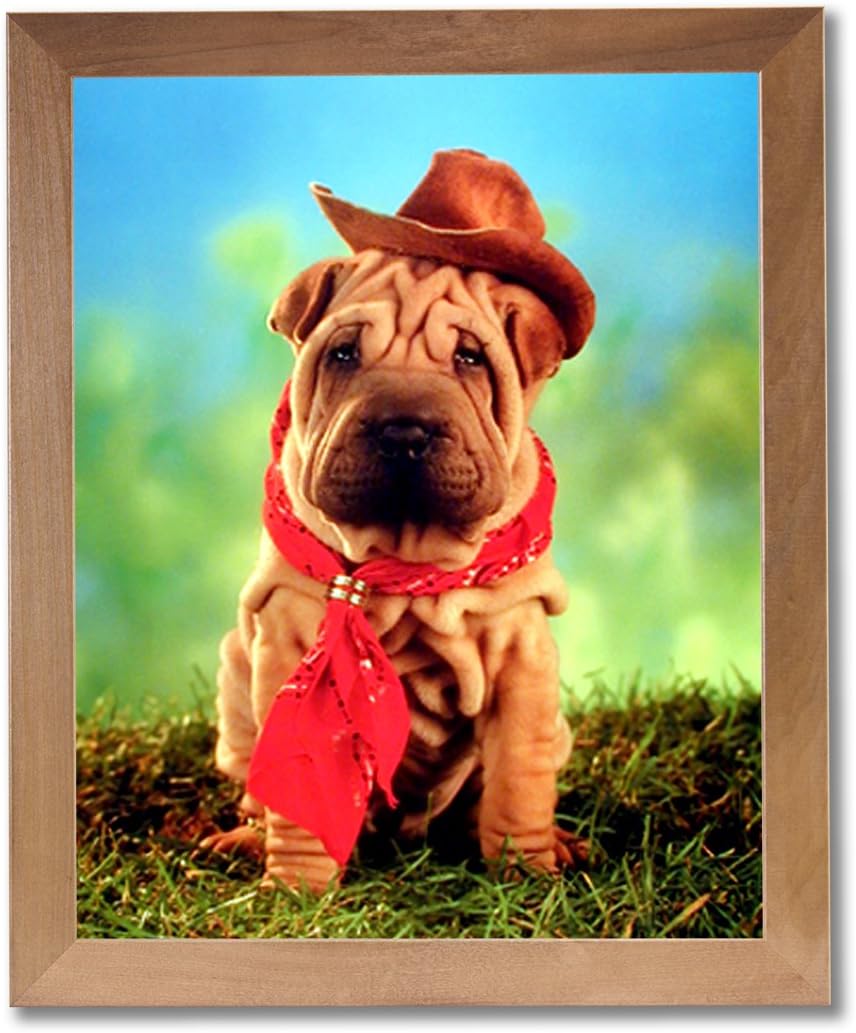 western shar pei