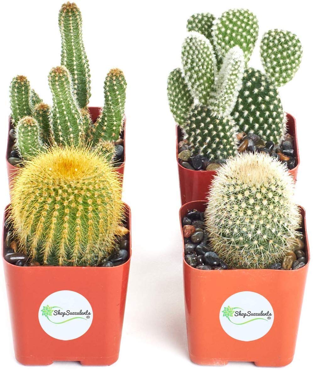Shop Succulents Cool Cactus Collection Of Live Plants Hand Selected For Health Size Assorted Pack Of Cacti Gardener S Buy Online In Singapore At Desertcart 181985880