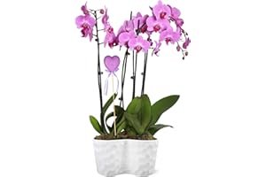 PLANTS & BLOOMS SHOP Just Add Ice JA5137 Pink Orchid with Lilac Glitter Heart in White Ceramic - Long-Lasting Flowers, Gift for Love, Wife, Mother's Day, Anniversary - Premium Flower Arrangement - 10" Diameter, 25" Tall
