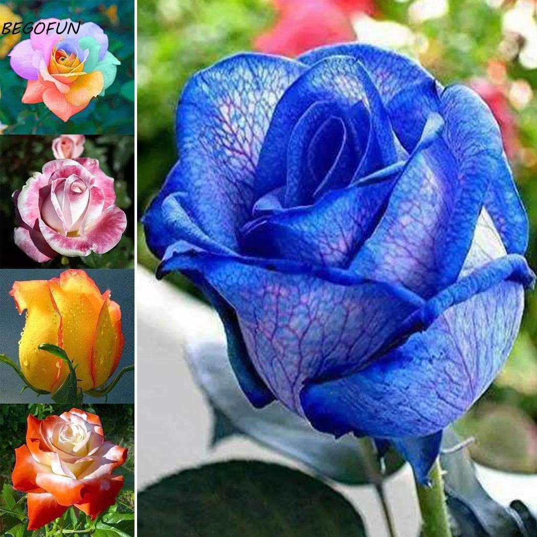 Portal Cool 50pcs Cultivar un huerto casero deliciosas Verduras ...