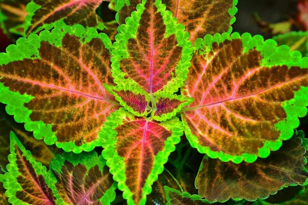 Coleus Wizard Rose 20 Seeds - Large leaved, Green Edge, Scarlet Centre