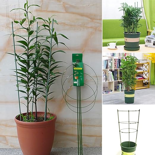 Pepino Torre, plantas de cultivo de Torre maxitom, con Rank ayuda ...