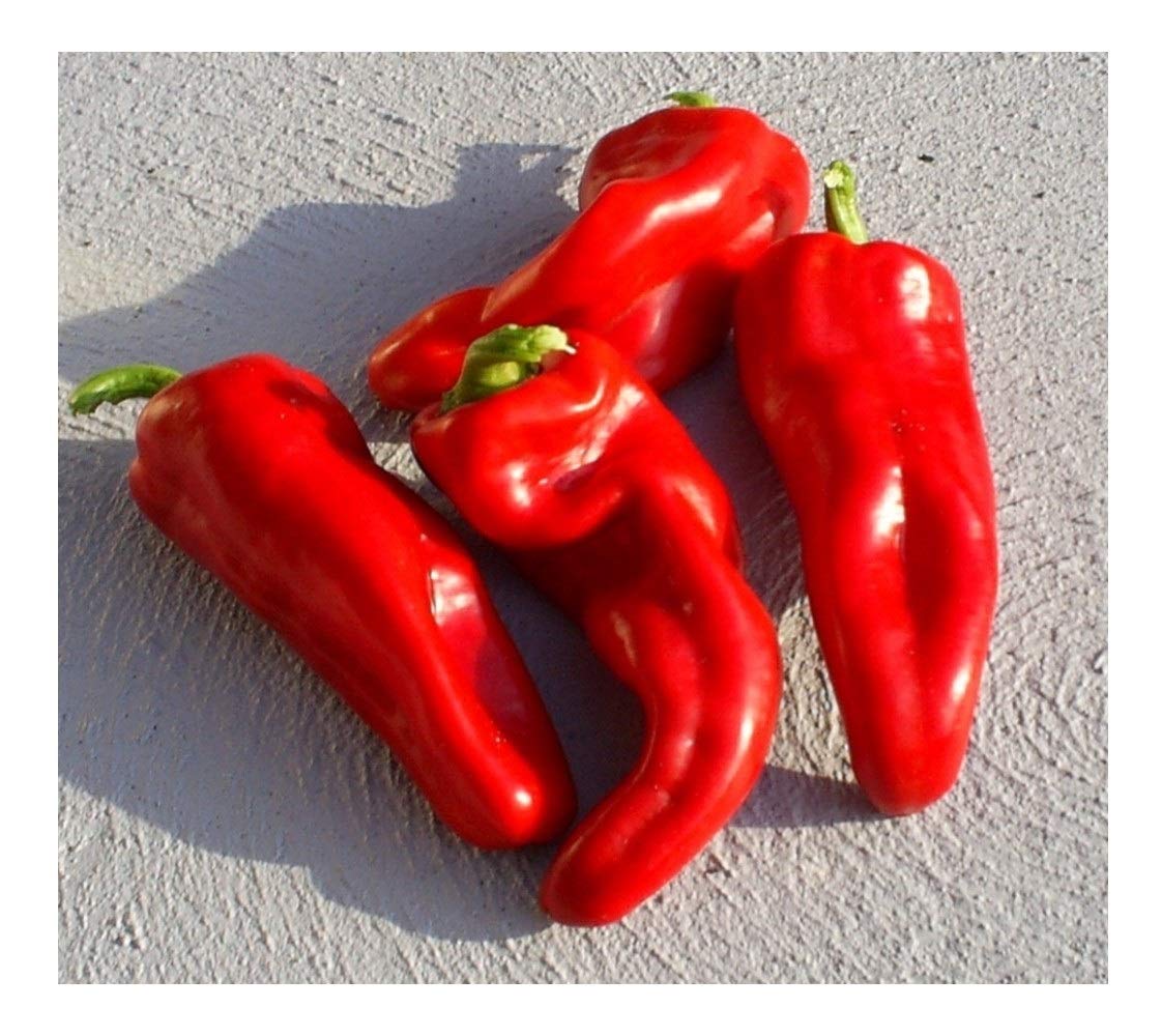 Перец испанский сладкий седек. Перец испанский характеристика и описание сорта. Перец сладкий испанский бык 15шт. Перец испанский характеристика и описание сорта. Перец испанский характеристика и описание сорта.