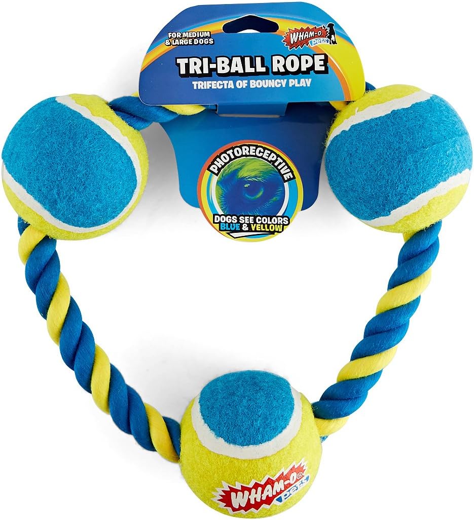 small tropical fish with a brightly coloured compressed body