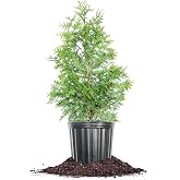 Perfect Plants Thuja Green Giant Arborvitae, 3 Gallon, Privacy Trees | Grows 3-5 feet per year, fast growing evergreen screen for hedges and natural fences, zones 5-9, dense foliage, full sun