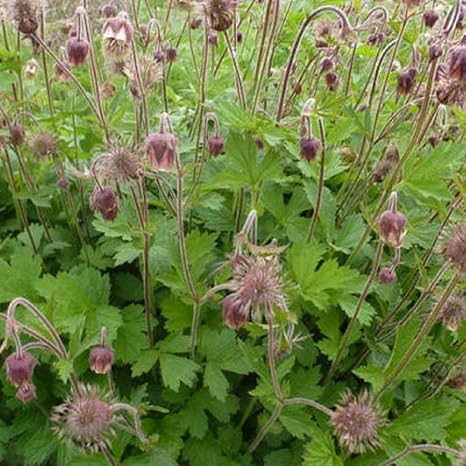 Amazon 宿根草 ゲウム リバレ 2株セット イングリッシュガーデン 花