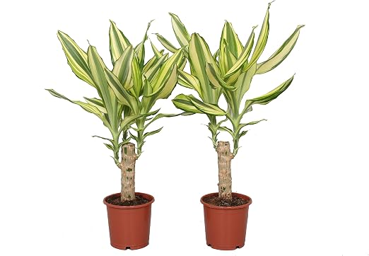 Plantas de interior de Botanicly – 2 × Árbol dragón – Altura: 40 ...