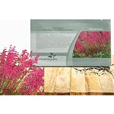 Outsidepride Coral Bells Firefly Heuchera Seeds - 5000 Pcs Perennial Flower Seeds for Planting with Bell-Shaped Blooms &amp; Colorful Foliage for Borders, Containers, Ground Covers, &amp; Rock Gardens