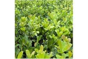 50+ Seeds Yerba Mate Ilex Paraguariensis Seeds Plant