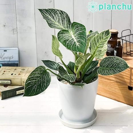 Amazon Co Jp 観葉植物 フィロデンドロン バーキン 6号鉢 受け皿付き 育て方説明書付き Philodendron Birkin ホーム キッチン