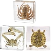 Aolowewin Real Taxidermy Octopus Crab &amp; Turtle Specimen in Resin Preserved | Unique Gift, Oceans Animals Specimens, for Biology Science Classroom Education, Oddities Decor (3-Pack Set, M: 3x3x1-inch)