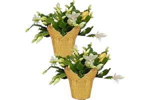 THE THREE COMPANY Live Flowering Thanksgiving/Christmas Cactus (Zygocactus) - White (2 Plants Per Pack) - Beautiful Holiday Décor - 5" Tall by 5" Wide in 1 Pt Pot with Deco Cover