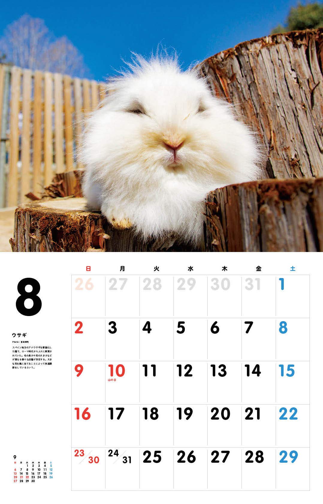 いとしの珍動物カレンダー 壁掛け カレンダー 宮田幸司 松原卓二 本 通販 Amazon