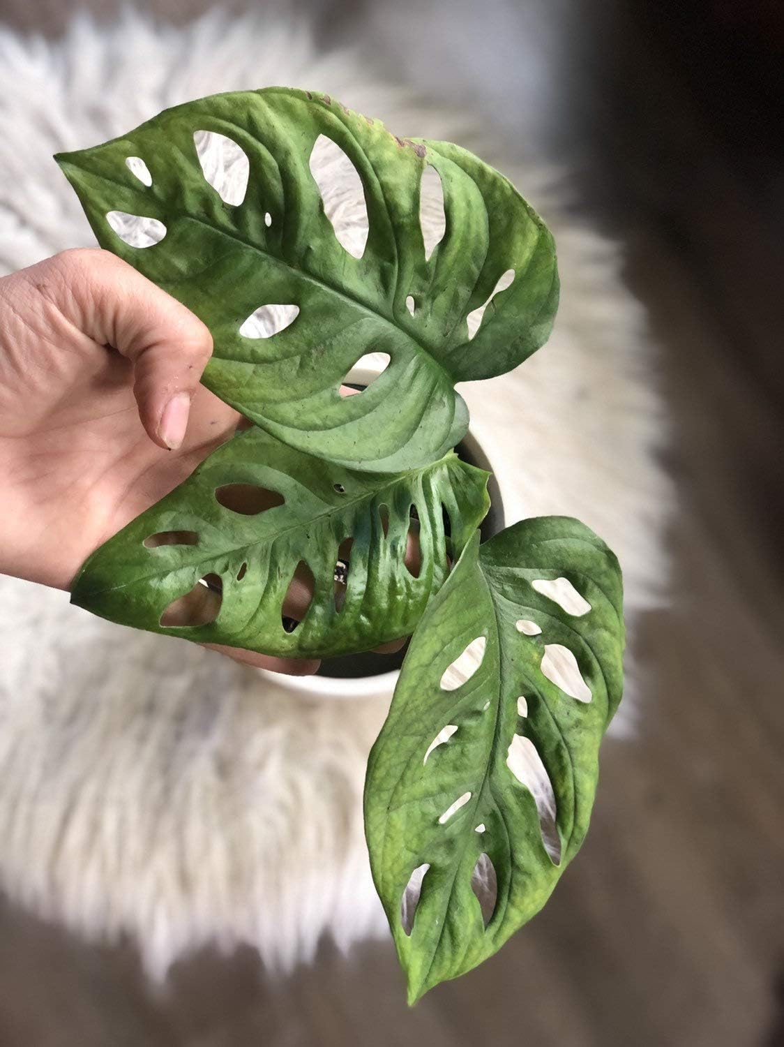 3 Monstera Swiss Cheese
