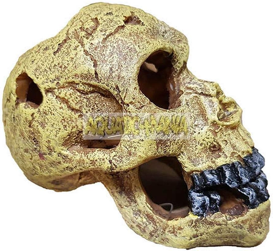 Mezzaluna Gifts Dark Skull with Black Teeth ~ Creepy Aquarium Fish Tank Bowl Ornament