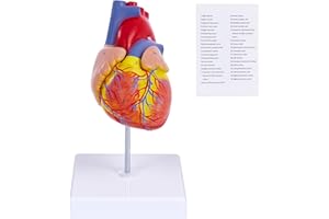 RUIISHUNYY Human Heart Model for Anatomy - 2-Part Life Size Medical Heart for Study - 34 Anatomical Structures & Mounted Display Base & Number Manual for Classroom & Cardiology Use