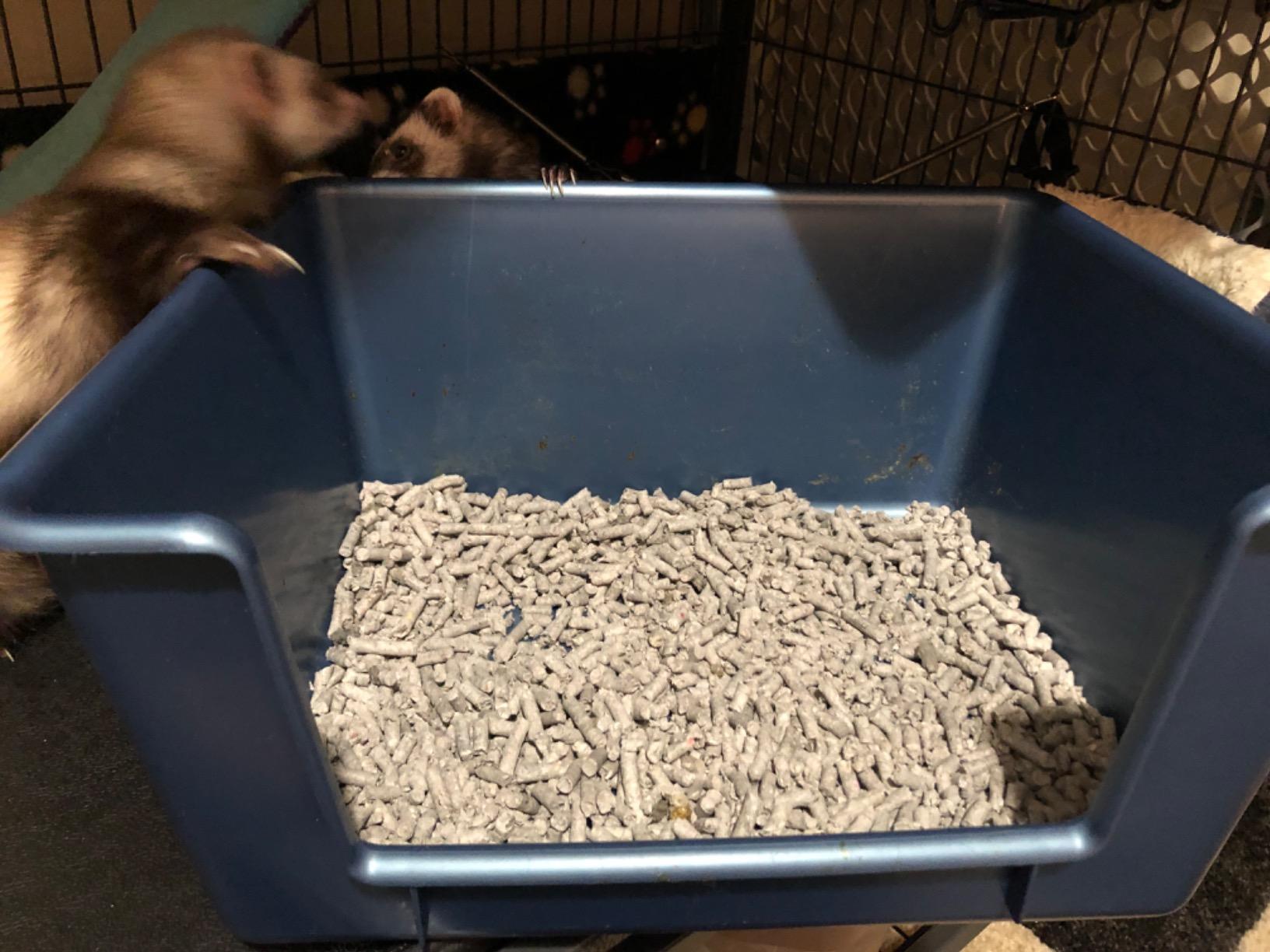 9/mo Finance Marshall High Back Ferret Litter Pan (Set of 2 Pans