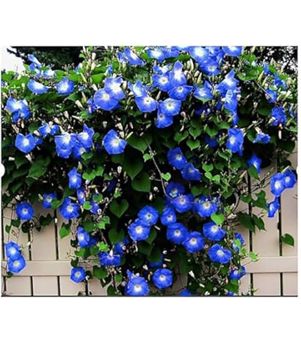 Amazon.com : Clematis Vine Plant Live for Planting, Clematis Plants Live, 4  to 6 Inch Tall, 2.5 Inc Pot Well Rooted, Clematis Seeds Perennial, Purple  Clematis : Patio, Lawn & Garden