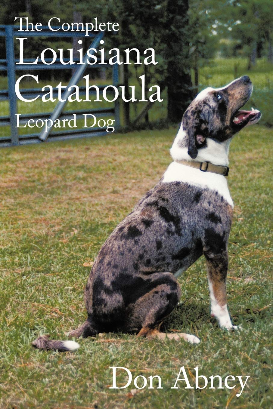 catahoula service dog