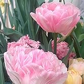 Double Tulip Bulbs for Planting Canada, Bulb Size 11/13cm, Easy to Grow, Double Tulip Bulbs for Spring and Autumn Planting, P