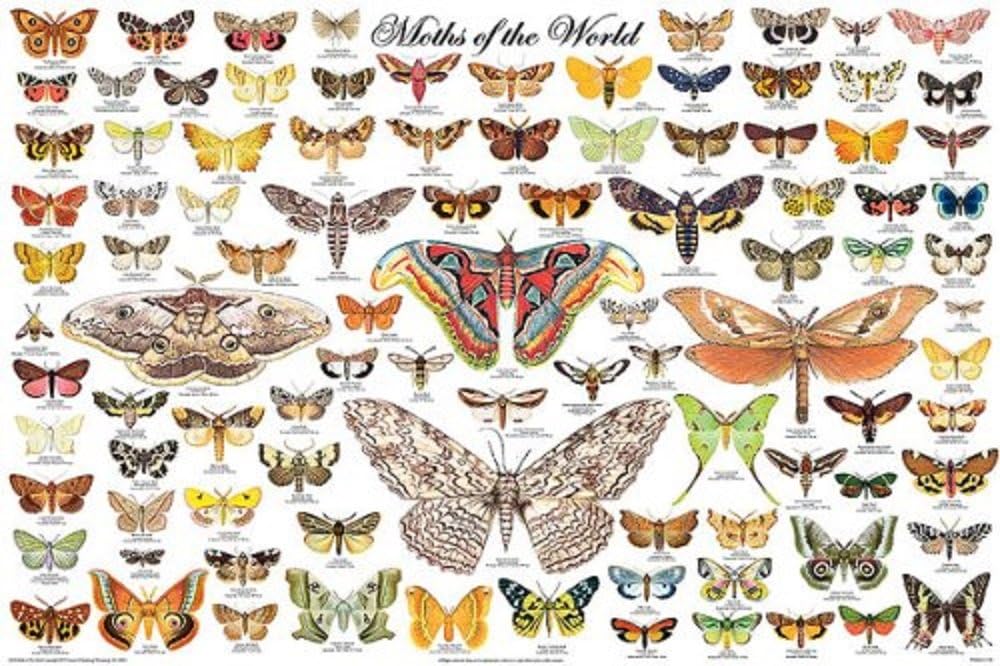What Are The Different Kinds Of Moths