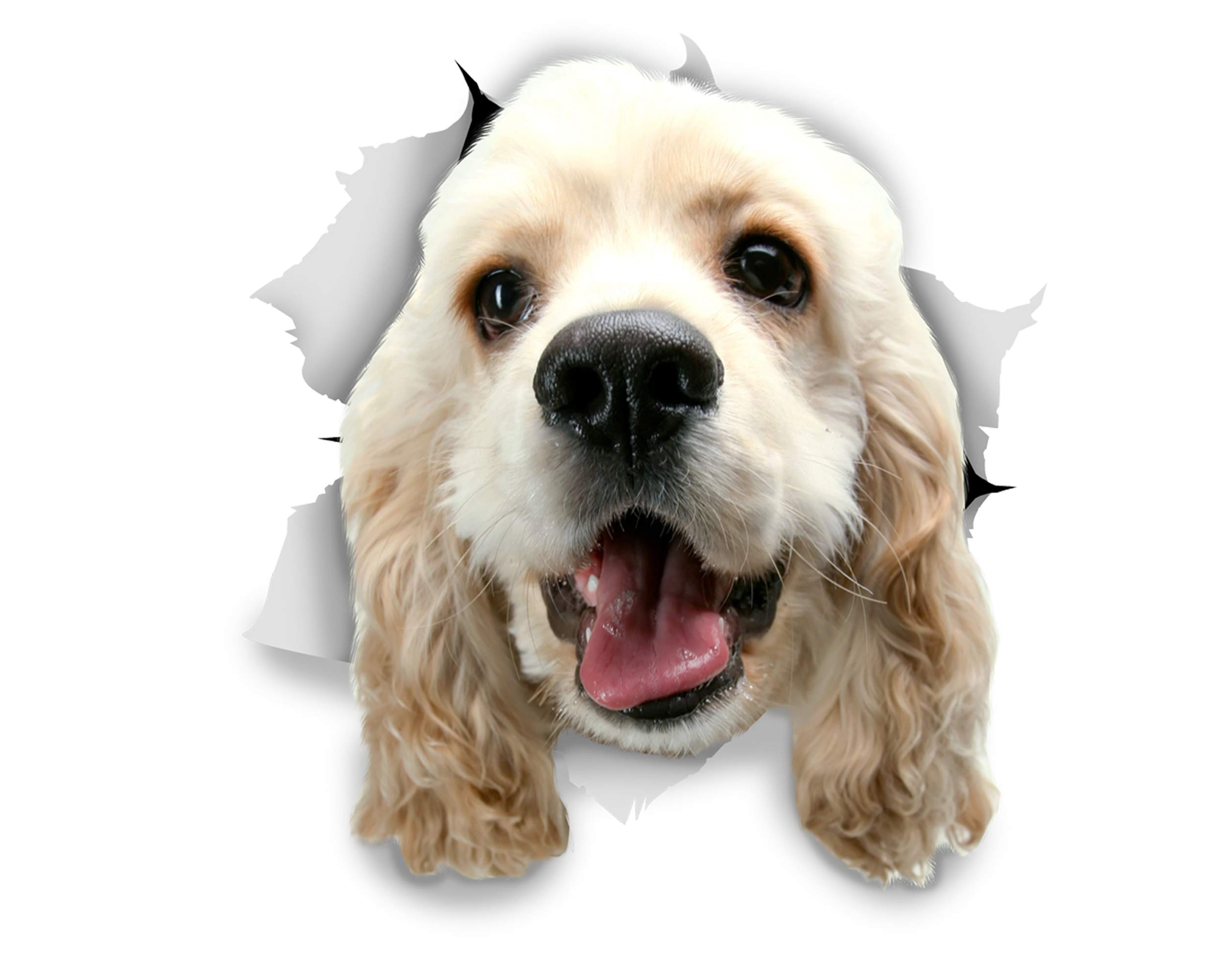 Winston & Bear 3D Dog Stickers - 2 Pack - White Cocker Spaniel for Wall, Fridge, Toilet and More - Retail Packaged Cocker Spaniel Stickers