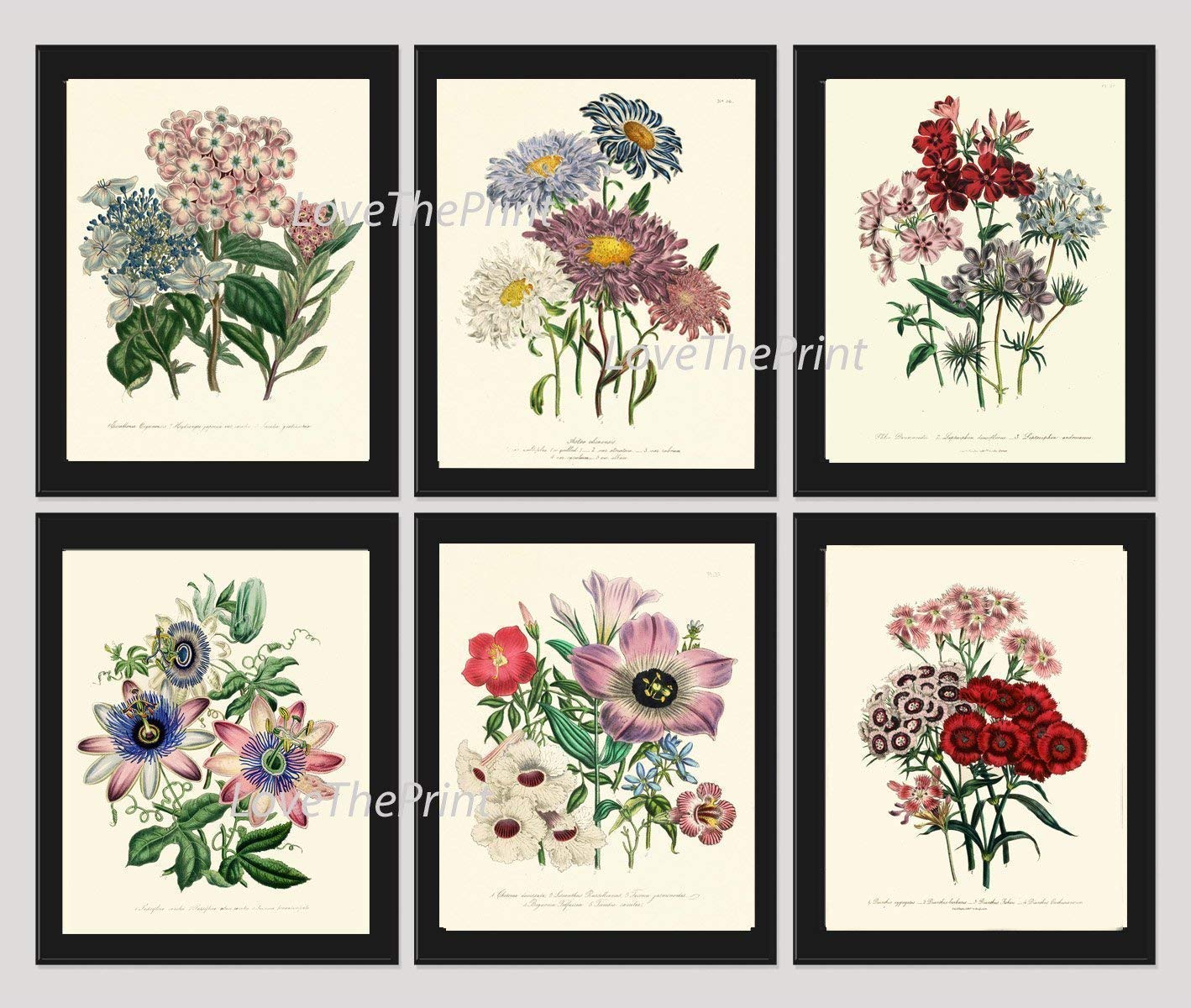 Botanical Set of 6 Prints Unframed Antique Beautiful Red