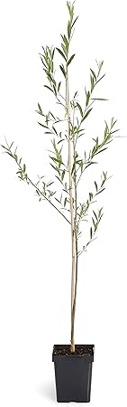 Brighter Blooms Nursery Exclusive Savings Discount Just For You Milled