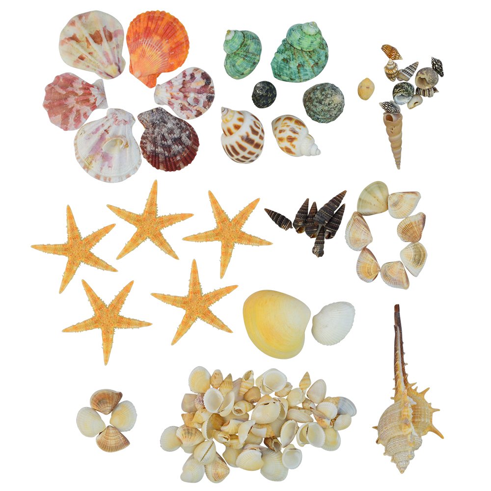 cnomg 80 pcs Sea Shells, Mixed Beach Seashells, Colorful Natural Seashells Perfect Accents for Candle Making，Home Decorations, Beach Theme Party Wedding Decor, DIY Crafts, Fish Tank and Vase Fillers