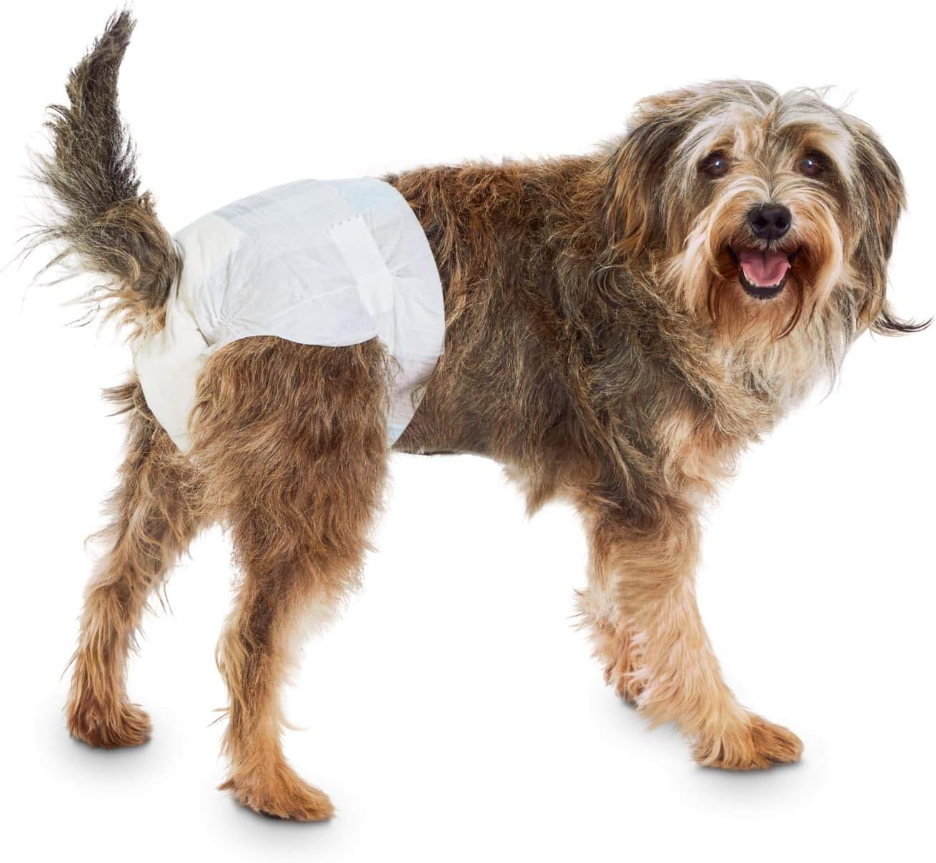 tortoise are amphibians