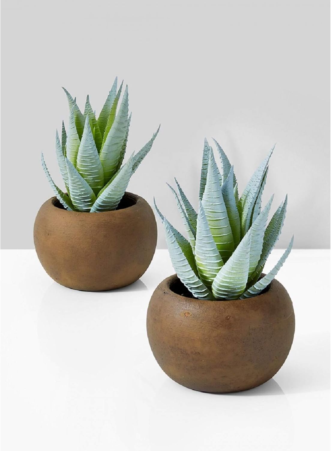 zebra plant yard garden outdoor living on Amazon Com Serene Spaces Living Haworthia Zebra In Brown Pot Perfect For Weddings And Home Decor Real Looking Succulent For Decoration Measures 3 5in Diameter X 6 25in High Set Of 2 Home Kitchen