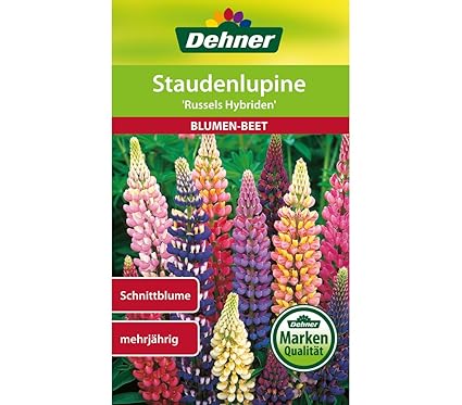 Dehner Blumen-Saatgut, Staudenlupine 'Russels Hybriden', 5er Pack (5 x 2 g)