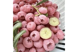 500/1000 Premium Pink Blueberry Seeds, Fruit Plant Seeds for Home Garden Growing and Edible Landscape Design All Seasons, Edi