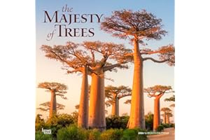 The Majesty of Trees | 2026 12 x 24 Inch (Hanging) Monthly Square Wall Calendar | BrownTrout | Nature Forests