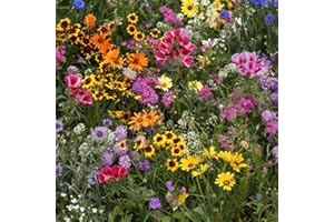 Outsidepride Dwarf, Low Growing Wild Flower Seed Mix - 1 LB