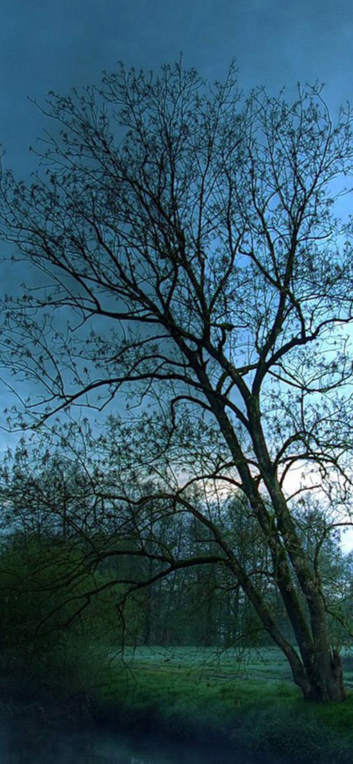 PeelitStickit, Beautiful Nature Wall Murals, ID-3322, vinyl