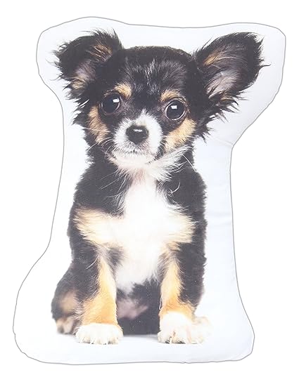 Long Haired Black White Chihuahua K K 15 X 8 Dog Breed