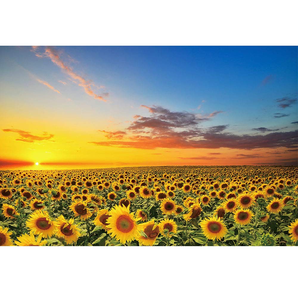 Know me 1000 Piece Jigsaw Puzzles for Adults Sunflowers in The Fields at Sunset Wooden Large Jigsaw Puzzles 1000 Piece Challenging Puzzle for Kids Educational Toys Game Home Wall Decor