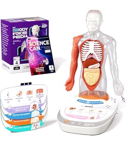 Human Body キット　英語 Interactive 3D Human Body Puzzle Model STEM Toy for Kids 8