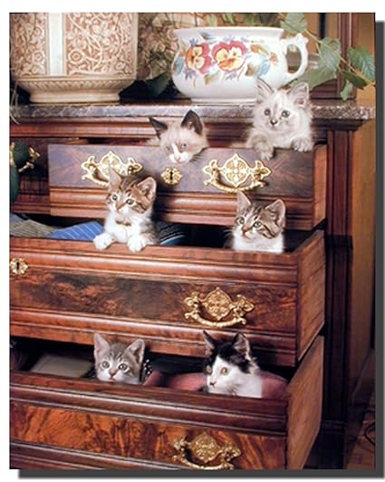 Image result for cats in drawers