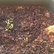 Semillas Ecológicas Aromáticas - Tomillo - ECO - Batlle: Amazon.es ...