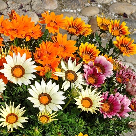 Gazania Sunshine Mix Seeds Gazania Rigens Amazon Co Uk Garden Outdoors
