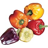 Burpee Carnival Mix Sweet Pepper Seeds 100 seeds