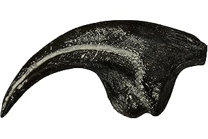 SKULLS UNLIMITED INTERNATIONAL Allosaurus Dinosaur Claw (Recreation)