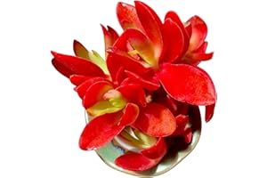FWPP Crassula capitella 'Campfire' Live Succulent Plant in 3 Inch, Bright Red Leaves, Bare Root Without Pot Soil, Low Maintenance Houseplant, Great Gift for Plant Lovers & Home Decor
