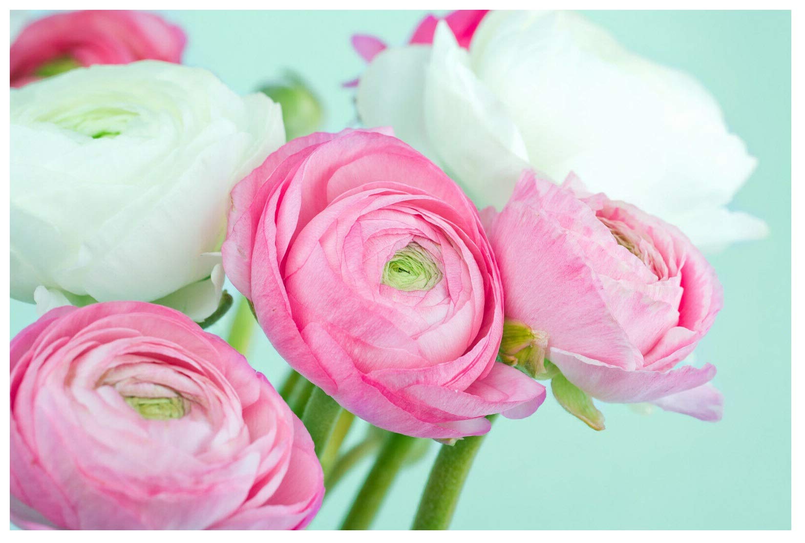 20x Ranunculus Asiaticus Pink and White Summer Flowering Bulbs Hardy Corms