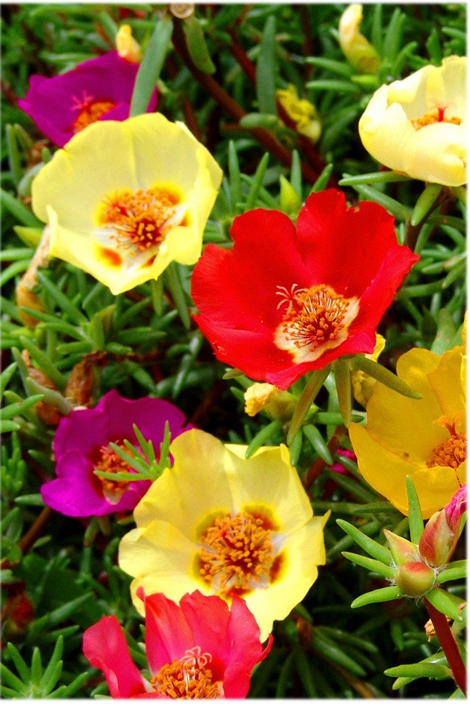 Creative Farmer Flower Seeds Single Leaves Portulace Seeds For Roof Garden Garden Flowers Seeds For Balcony Garden Home Garden Seeds Eco Packet Plant Seeds Amazon In Garden Outdoors