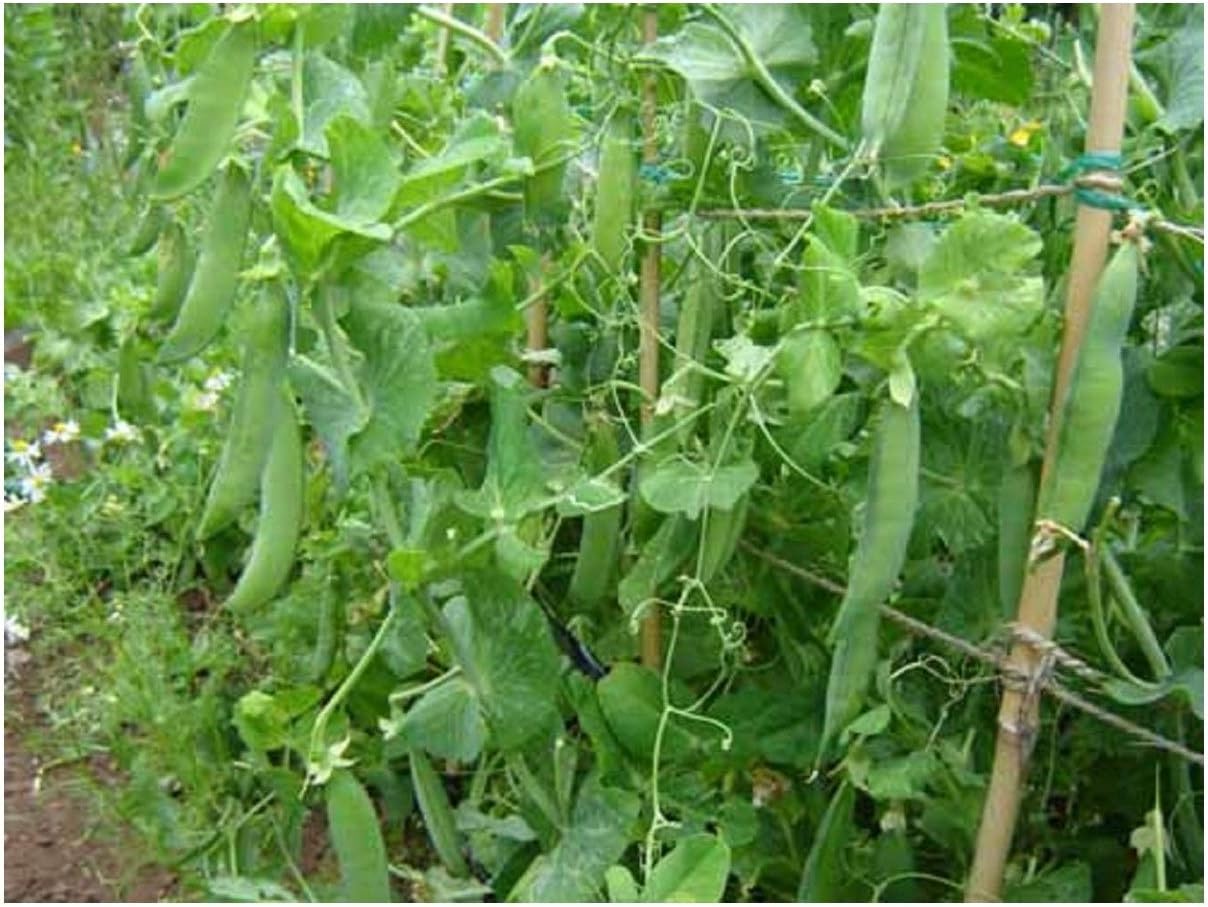 PREMIER SEEDS DIRECT - Pea - FELTHAM First First Early - 250 Seeds, green