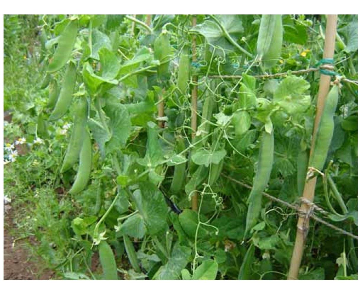 PREMIER SEEDS DIRECT - Pea - FELTHAM First First Early - 250 Seeds