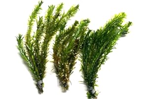 Marcus Fish Tanks 3X Anacharis Elodea Densa Live Aqurium Plants